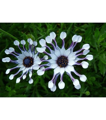 Buy Osteospermum Flower seed 25 pcs Online