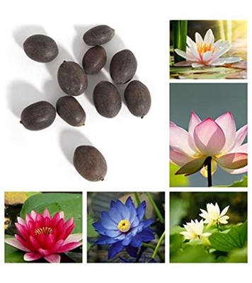 Buy Chines Lotus Flower Seed Mix Color seed 6pcs Online