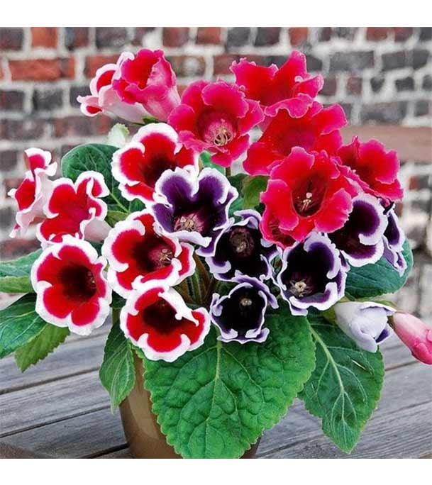 Buy Gloxinia Flower Seed 25 pcs Online