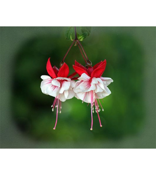 Buy Fuchia Flower Seed 25 pcs Online