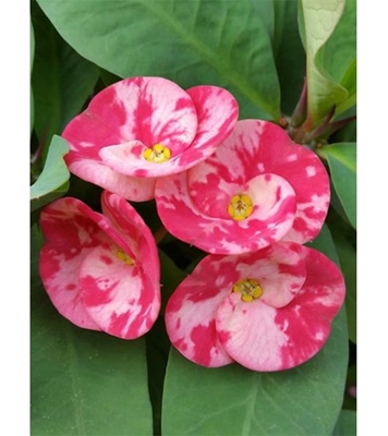 Buy Euphorbia Flower Seed 30 pcs Online