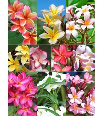 Buy Wood Rose Flower Seed 30 pcs Online