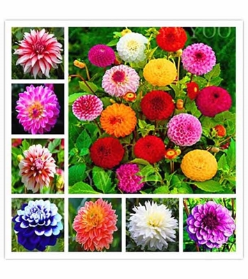 Buy Dalia Flower Seed 30 pcs Online