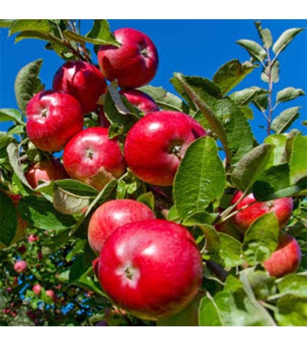 Buy Apple Fruit Seed 10 pcs Online