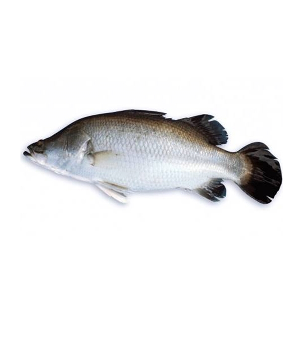 Buy Koral Fish 1-1.5 kg Online