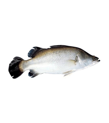 Buy Koral Fish 3-5 kg Online