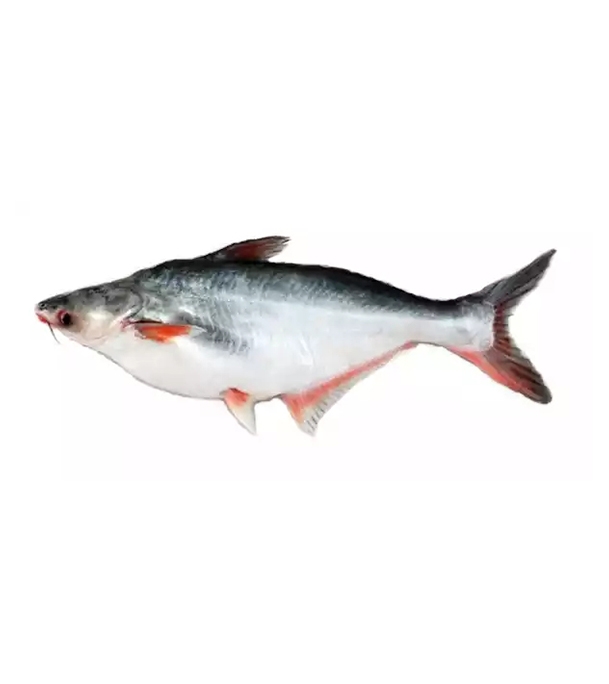 Buy Pangash Fish 3 kg+ Online
