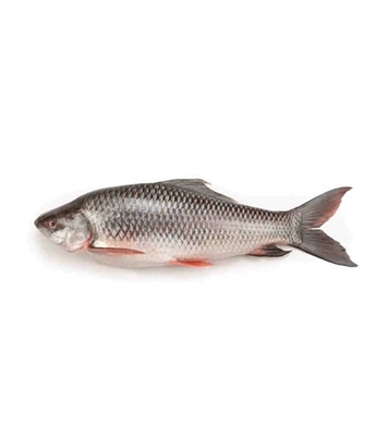 Buy Rui Fish 3-4 kg Online