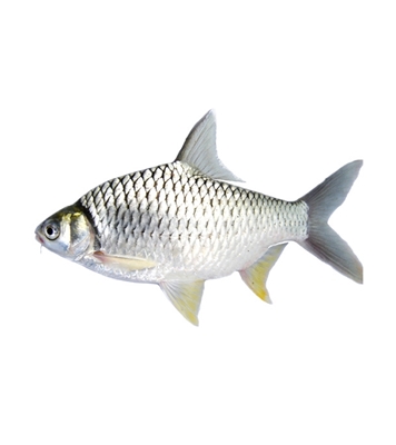 Buy Shorputi Fish 3-5 pcs/kg China Online