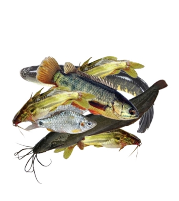 Buy Haur Mix Fish 1 kg Online