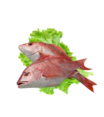 Buy Red Snapper Fish 1kg+ Online