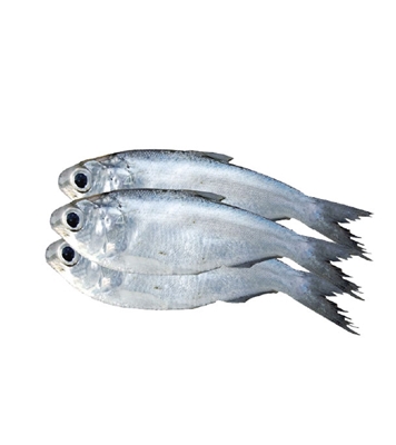 Buy Sea Chapilla Fish 20-30pcs 1 kg Online