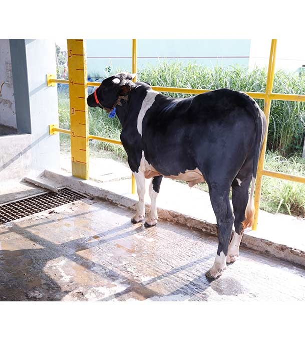 Buy ফ্রিজিয়ান ক্রস Online