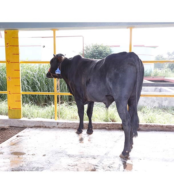 Buy দেশি ষাঁড় Online