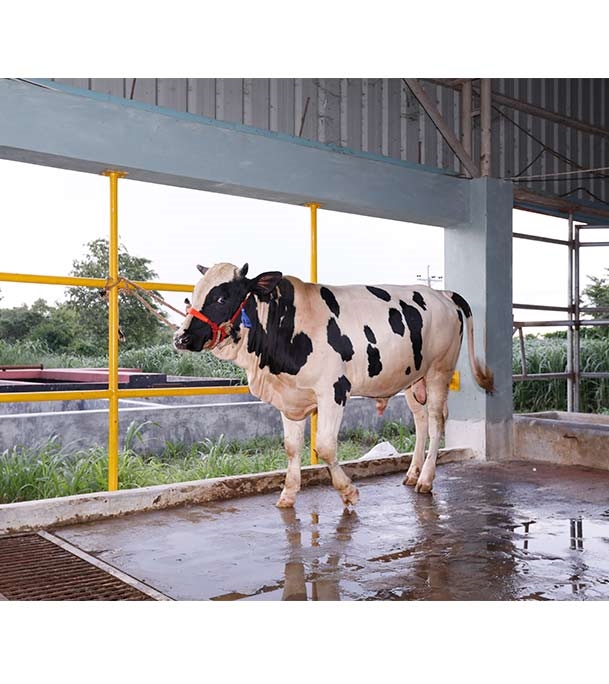 Buy ফ্রিজিয়ান ক্রস Online