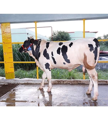 Buy ফ্রিজিয়ান ক্রস Online