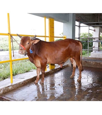 Buy দেশি ষাঁড় Online