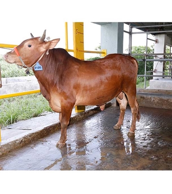 Buy দেশি ষাঁড় Online