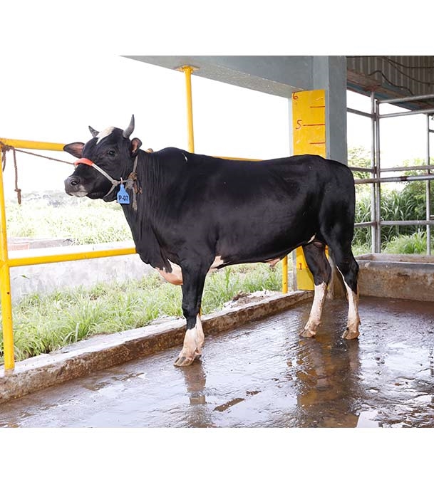 Buy ফ্রিজিয়ান ক্রস Online