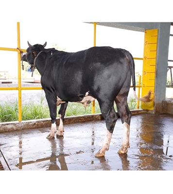 Buy ফ্রিজিয়ান ক্রস Online