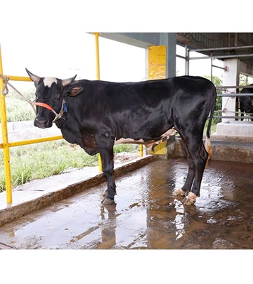 Buy ফ্রিজিয়ান ক্রস Online