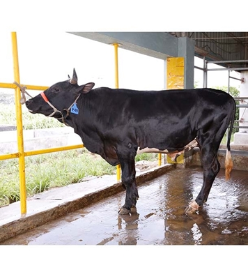 Buy ফ্রিজিয়ান ক্রস Online