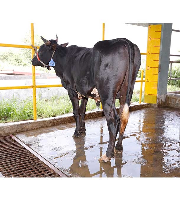 Buy ফ্রিজিয়ান ক্রস Online