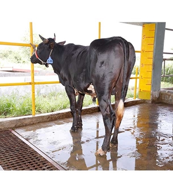 Buy ফ্রিজিয়ান ক্রস Online