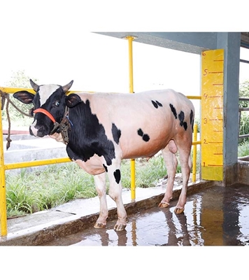 Buy ফ্রিজিয়ান ক্রস Online