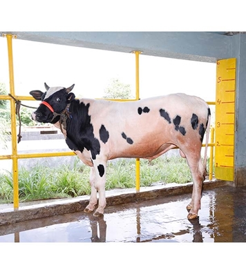 Buy ফ্রিজিয়ান ক্রস Online