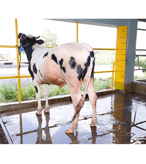 Buy ফ্রিজিয়ান ক্রস Online