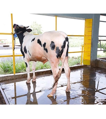 Buy ফ্রিজিয়ান ক্রস Online