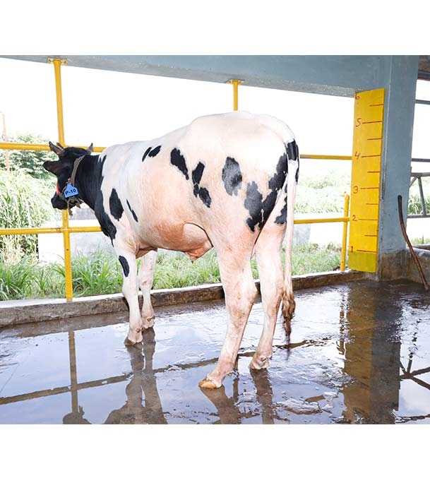 Buy ফ্রিজিয়ান ক্রস Online