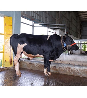 Buy ফ্রিজিয়ান ক্রস Online