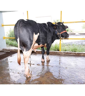 Buy ফ্রিজিয়ান ক্রস Online