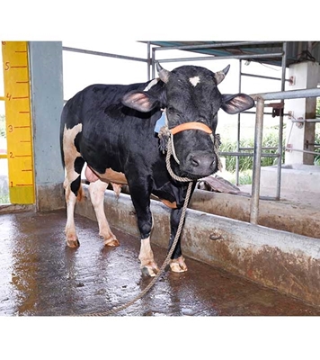 Buy ফ্রিজিয়ান ক্রস Online