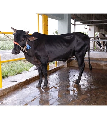 Buy দেশি ষাঁড় Online