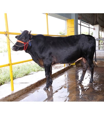 Buy ফ্রিজিয়ান ক্রস Online