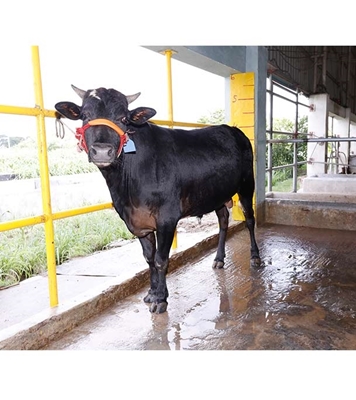 Buy ফ্রিজিয়ান ক্রস Online