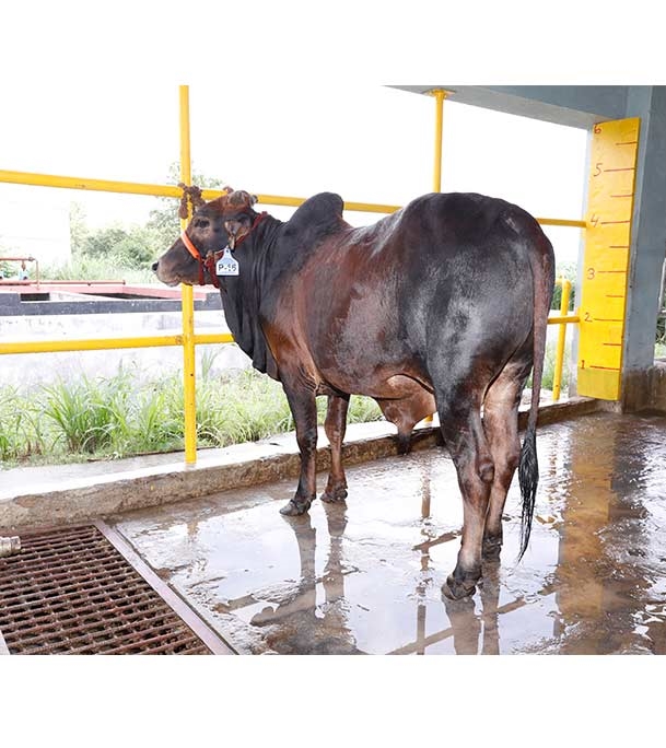 Buy দেশি ষাঁড় Online