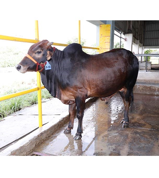 Buy দেশি ষাঁড় Online