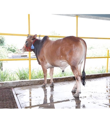 Buy দেশি ষাঁড় Online