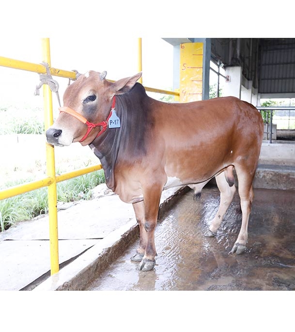 Buy দেশি ষাঁড় Online