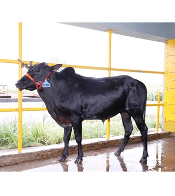 Buy দেশি ষাঁড় Online