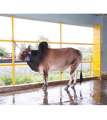 Buy দেশি ষাঁড় Online