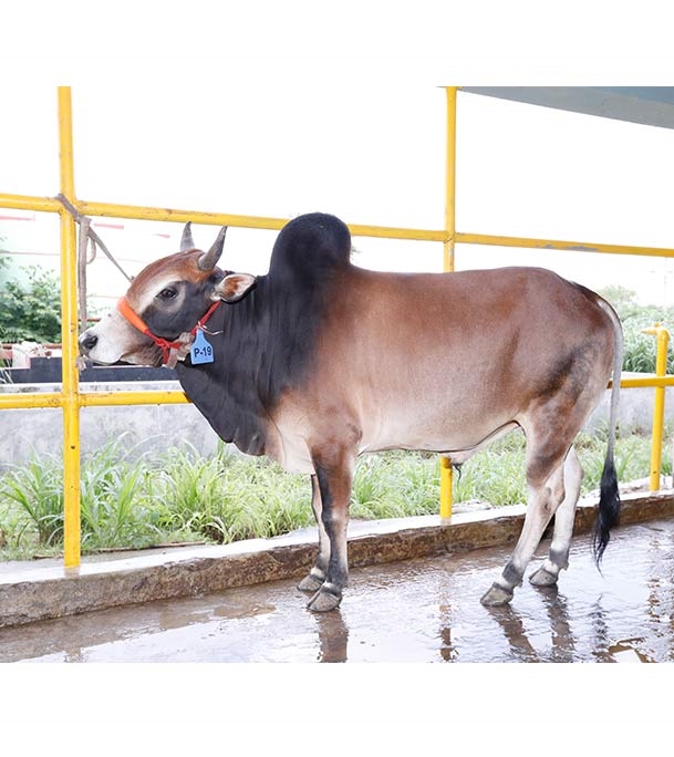 Buy দেশি ষাঁড় Online