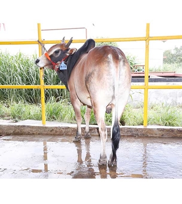 Buy দেশি ষাঁড় Online