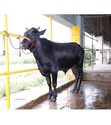 Buy ফ্রিজিয়ান ক্রস Online