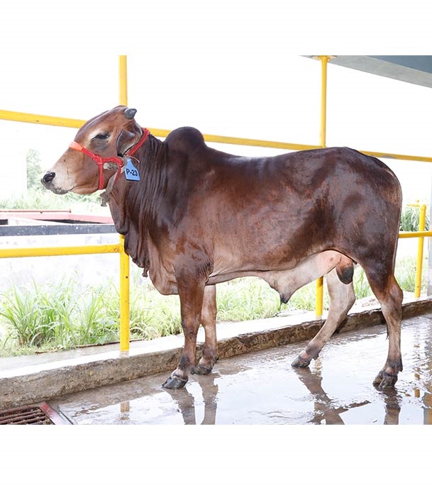 Buy শাহীওয়াল ক্রস Online