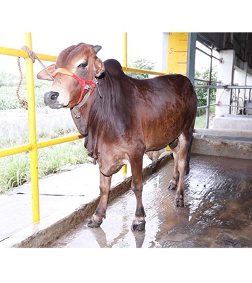 Buy শাহীওয়াল ক্রস Online